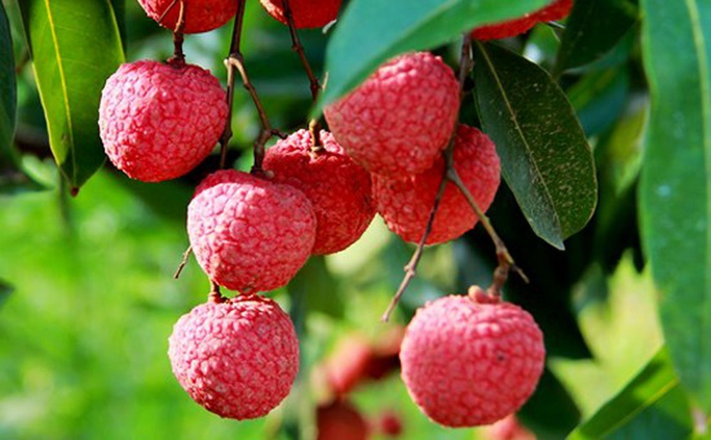 Luc Ngan lychee being protected geographical indication in Japan