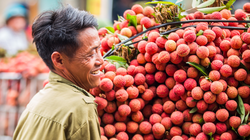 Bac Giang establishes support teams for export of lychee at border gates