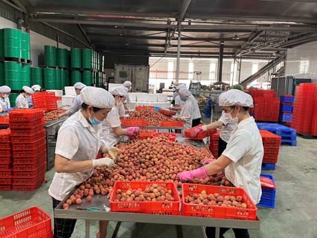 Historical lychee crop and Miracle in hardships