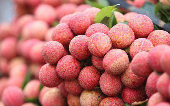Opportunity for Bac Giang lychee export to Singapore