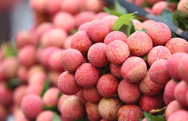 The preparation process of exporting litchi into US, Australia and other potential markets