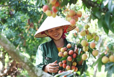 Bac Giang Litchi is certified to meet Global Gap Standards